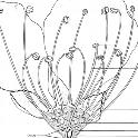 Plum flower longitudinal section. Image source: USDA Handbook 496.