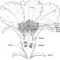 Pomegranate flower longitudinal section. USDA Handbook 496.