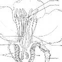Quince flower longitudinal section. source: USDA Handbook 496.