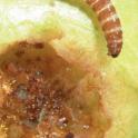 Mature Peach Twig Borer Larva. photo by JK Clark. UC IPM © UC Regents
