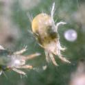 Spider mite adults and eggs. photo by JK Clark. UC IPM © UC Regents