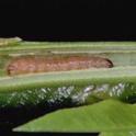 Oriental Fruit Moth Larvae. photo by JK Clark. UC IPM © UC Regents