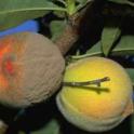 Brown rot spores covering a ripening peach. photo by JK Clark. UC IPM © UC Regents