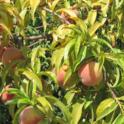 Severe potassium deficiency in peach. Photo courtesy of RSJohnson. UC Kearney Ag Ctr.