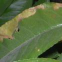 Marginal leaf necrosis caused by magnesium deficiency. Photo courtesy of RSJohnson. UC Kearney Ag Ctr.