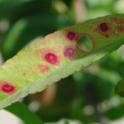 Red spots in a peach leaf caused by nitrogen deficiency. Photo courtesy of RSJohnson. UC Kearney Ag Ctr.