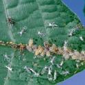 Dusky-Veined Aphids. photo by JKClark. UC Statewide IPM Project, © UC Regents