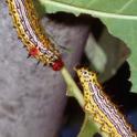 Mature Redhumped Caterpillar Larvae. photo by JKClark. UC Statewide IPM Project, © UC Regents