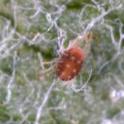 Adult European red mite. photo by JKClark. UC Statewide IPM Project, © UC Regents