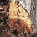 Phytophthora Crown Rot. photo by Jack Kelly Clark. UC Statewide IPM Project, © UC Regents