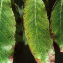 Walnut Boron Toxicity. photo by JKClark. UC Statewide IPM Project, © UC Regents