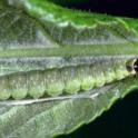 Fruittree Leafroller Larva. photo by JKClark. UC IPM Project ©UC Regents