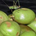 Forktailed Katydid and Fruit Damage. © UC Regents