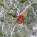 Adult European red mite. photo by JKClark. UC IPM Project ©UC Regents