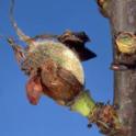 Jacket rot on young apricot fruit. photo by JKClark. UC IPM Project ©UC Regents