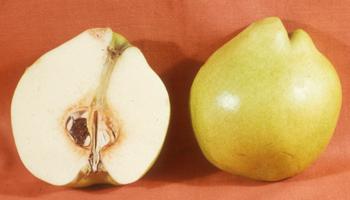 Figure 7c. Longitudinal section of an asymmetrical quince fruit with only half the total ovules fertilized. Photo source: Ted DeJong.