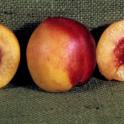 Nectarine cv. Late Le Grand. photo courtesy of Ted DeJong.