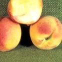 Peach cv. Spring Gold. photo courtesy of Ted DeJong.