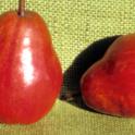 Pear cv. Red Bartlett. photo courtesy of Ted DeJong.