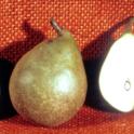 Pear cv. Seckel Pear. photo courtesy of Ted DeJong.