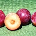 Plum cv. Casselman. photo courtesy of Ted DeJong.