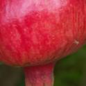 Cultivar DPUN 0059 'Sakurdze', fruit on tree. Photo by JMoersfelder © USDA-Davis, NCGR