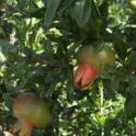Cultivar DPUN 17 ‘Dotch Legrelley’, immature fruit. Photo by JMoersfelder © USDA-Davis, NCGR