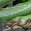 Larva of redhumped caterpillar. Photo by JKClark, UC IPM Project © UC Regent