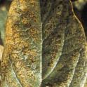 Manganese deficiency in persimmon. Photo courtesy of LFerguson.