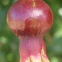 Cultivar DPUN15 'Parafianka', developing fruit (1). Photo by JMoersfelder © USDA-Davis, NCGR