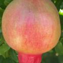 Cultivar DPUN15 'Parafianka', developing fruit (4) Photo by JMoersfelder © USDA-Davis, NCGR