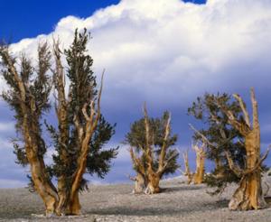 Figure 1b. Great Basin bristlecone pine