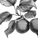 Apricot branch (3). Image provided by ClipArt Etc, University of South Florida.