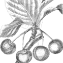 Cherry spur. Image provided by ClipArt Etc, University of South Florida.