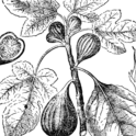 Fig branch. Image provided by ClipArt Etc, University of South Florida.