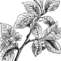 Cherry branch. Image provided by ClipArt Etc, University of South Florida.