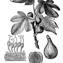 Fig: flowers and branch. Image provided by ClipArt Etc, University of South Florida.