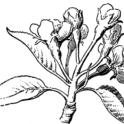 Pear branch (modified). Image provided by ClipArt Etc, University of South Florida.