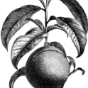 Nectarine branch. Image provided by ClipArt Etc, University of South Florida.