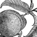 Peach branch. Image provided by ClipArt Etc, University of South Florida.