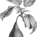 Pear branch (1). Image provided by ClipArt Etc, University of South Florida.