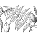 Pecan branch. Image provided by ClipArt Etc, University of South Florida.