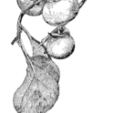 Persimmon branch (2). Image provided by ClipArt Etc, University of South Florida.
