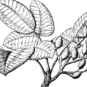 Pistachio branch (1). Image provided by ClipArt Etc, University of South Florida.