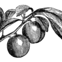 Plum branch. Image provided by ClipArt Etc, University of South Florida.