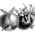 Pomegranate branch (2). Image provided by ClipArt Etc, University of South Florida.