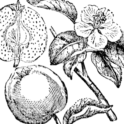Quince branch (1). Image provided by ClipArt Etc, University of South Florida.