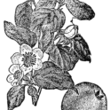 Quince branch (2). Image provided by ClipArt Etc, University of South Florida.