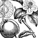 Quince branch (3). Image provided by ClipArt Etc, University of South Florida.