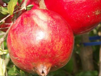 Figure 5a. Pomegranate exposed to sun with consistent deep red rind coloration. Photo courtesy of  J. Moersfelder, USDA Germplasm Repository, Davis CA